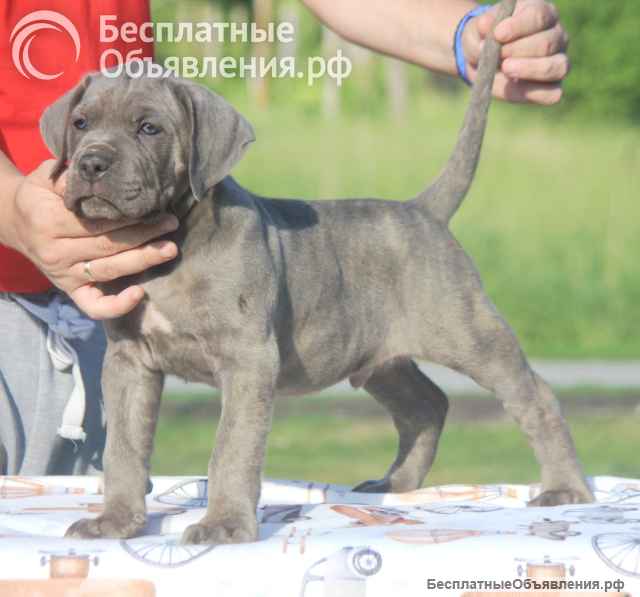 Кане Корсо