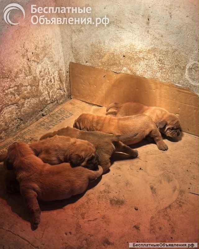 Щенки бордоского дога