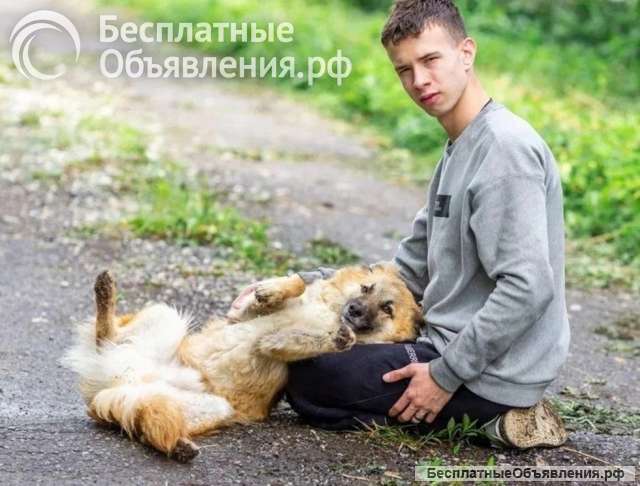 Умница и добряк Микки ищет дом