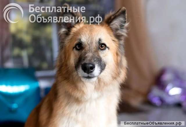 Умница и добряк Микки ищет дом