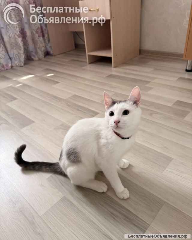 Ищет свой дом и семью кот Борис