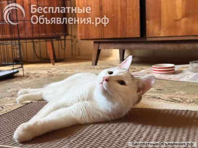 Ищет свой дом и семью кот Борис