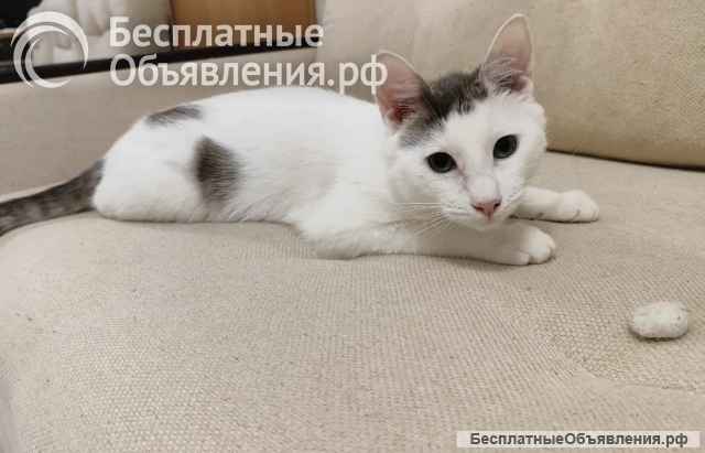 Ищет свой дом и семью кот Борис