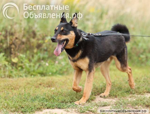 Собака в добрые руки