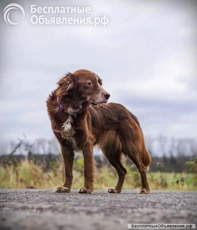Чудесная собачка Умка ищет дом