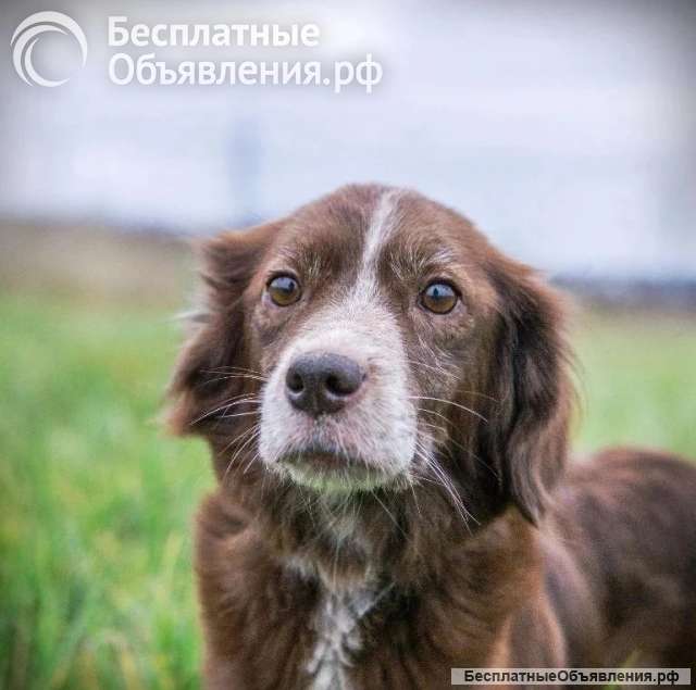 Чудесная собачка Умка ищет дом
