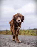 Чудесная собачка Умка ищет дом