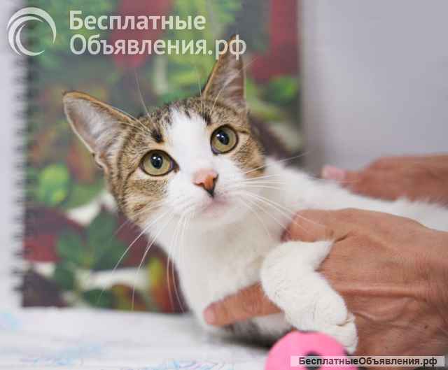 Молодая трогательная кошечка Джессика ищет дом