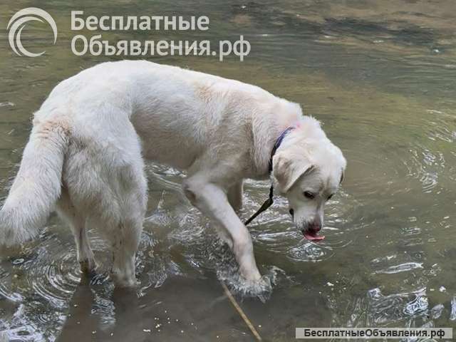 Очень красивая, добрая собака Умка ищет дом и семью