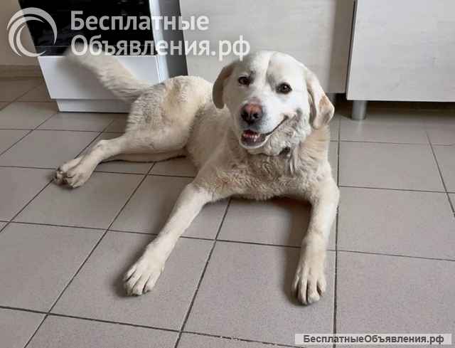 Очень красивая, добрая собака Умка ищет дом и семью