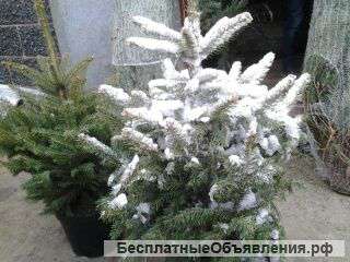 Елки,сосны и пихты к Новому Году