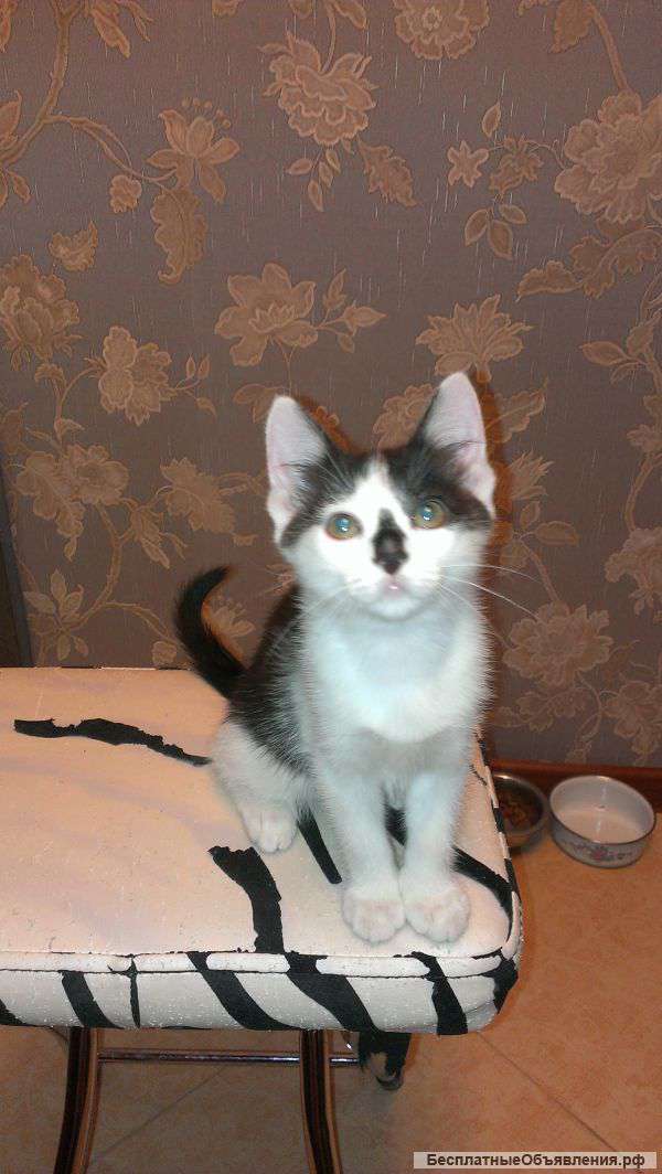 Отдам котёнка в хорошие руки