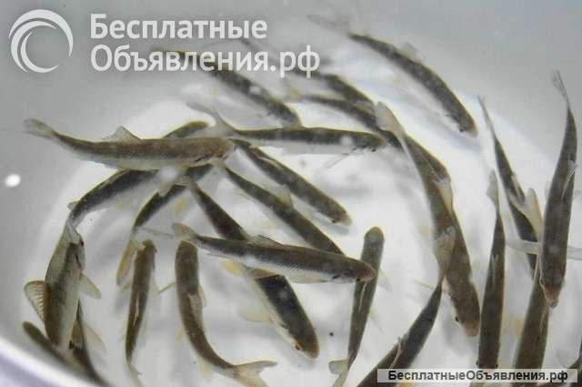 Рыбовод