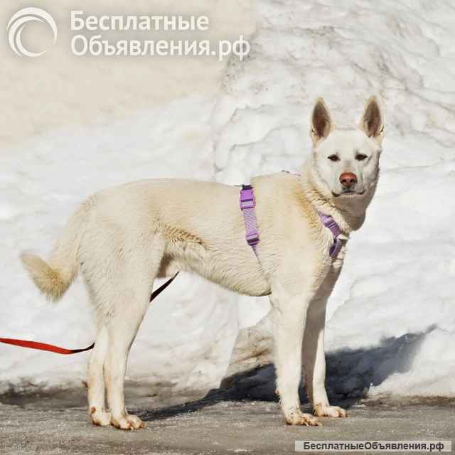 Спайк в поисках семьи