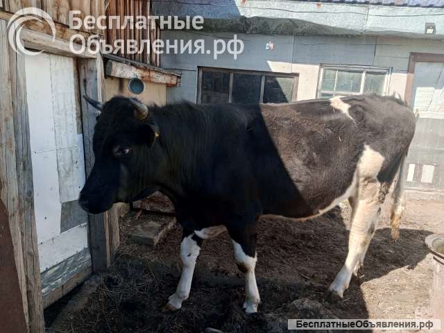 Быка производителя