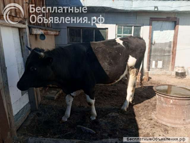 Быка производителя