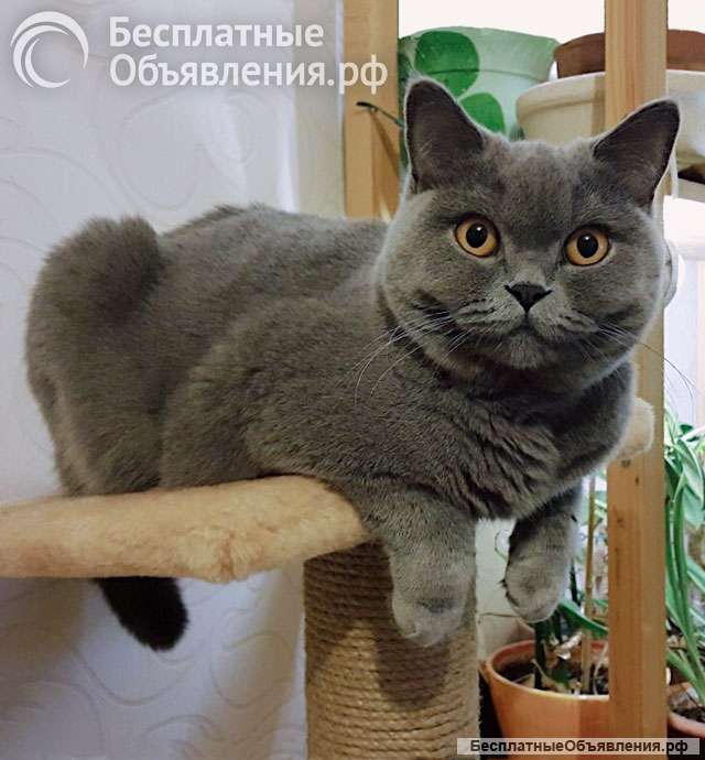 Ищем самый добрый и надёжный дом для Чарли