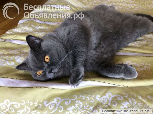 Ищем самый добрый и надёжный дом для Чарли