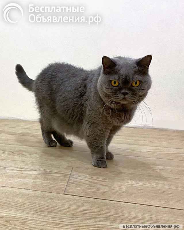 Ищем самый добрый и надёжный дом для Чарли