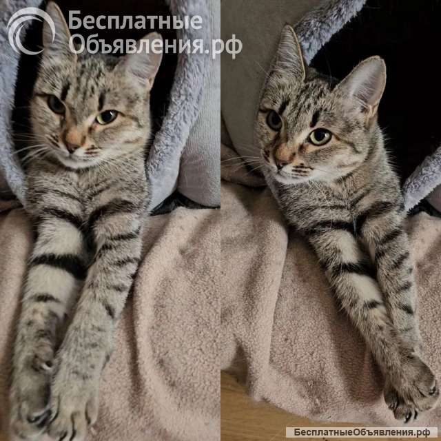 Ищет дом молодая кошечка Нюша