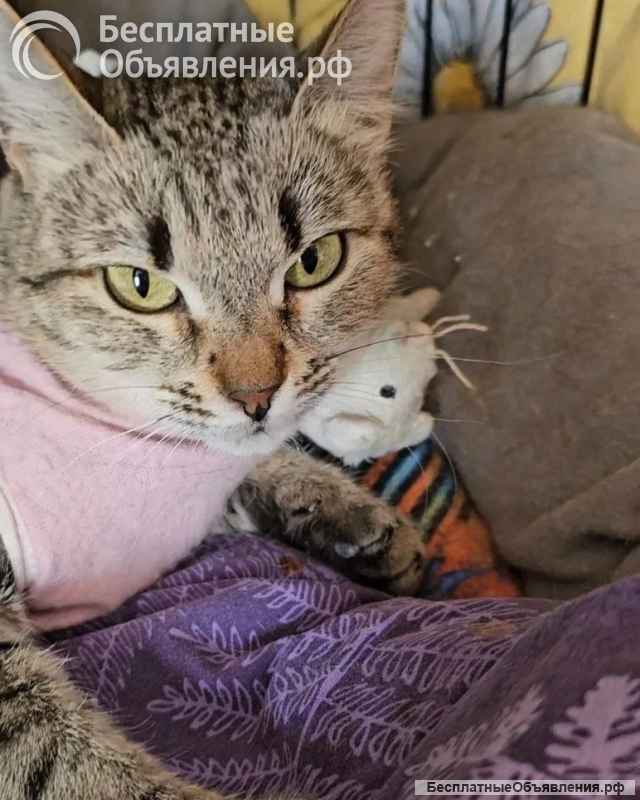 Ищет дом молодая кошечка Нюша