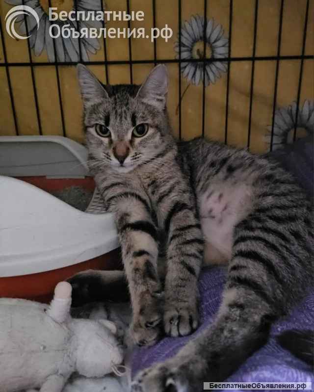 Ищет дом молодая кошечка Нюша