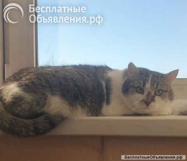Мэри ищет дом и самых лучших хозяев