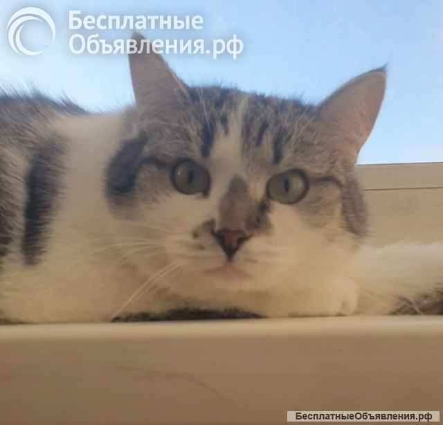 Мэри ищет дом и самых лучших хозяев