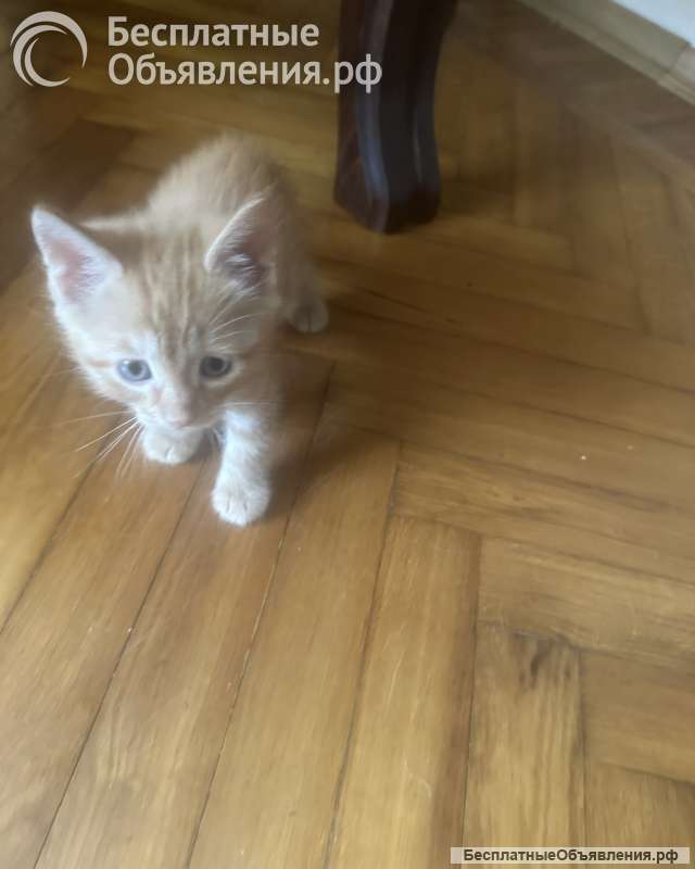 Отдаем в добрые руки котят