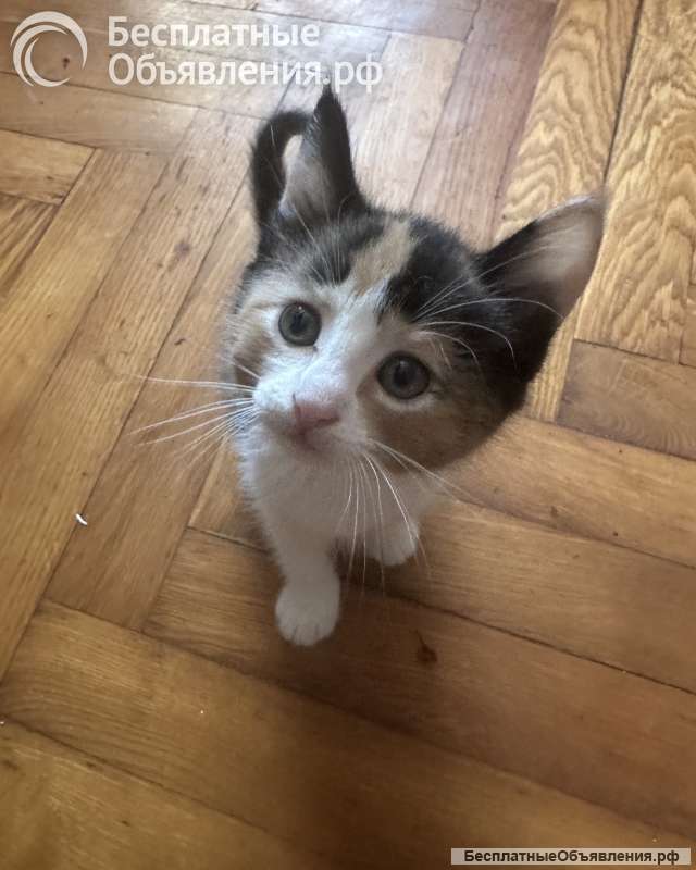 Отдаем в добрые руки котят