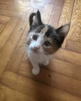 Отдаем в добрые руки котят