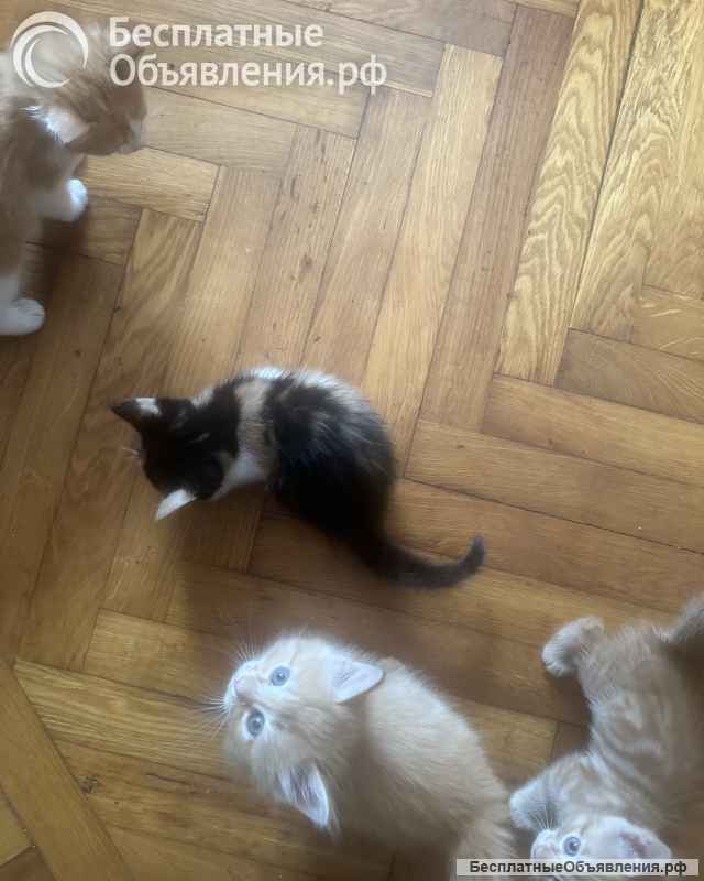Отдаем в добрые руки котят
