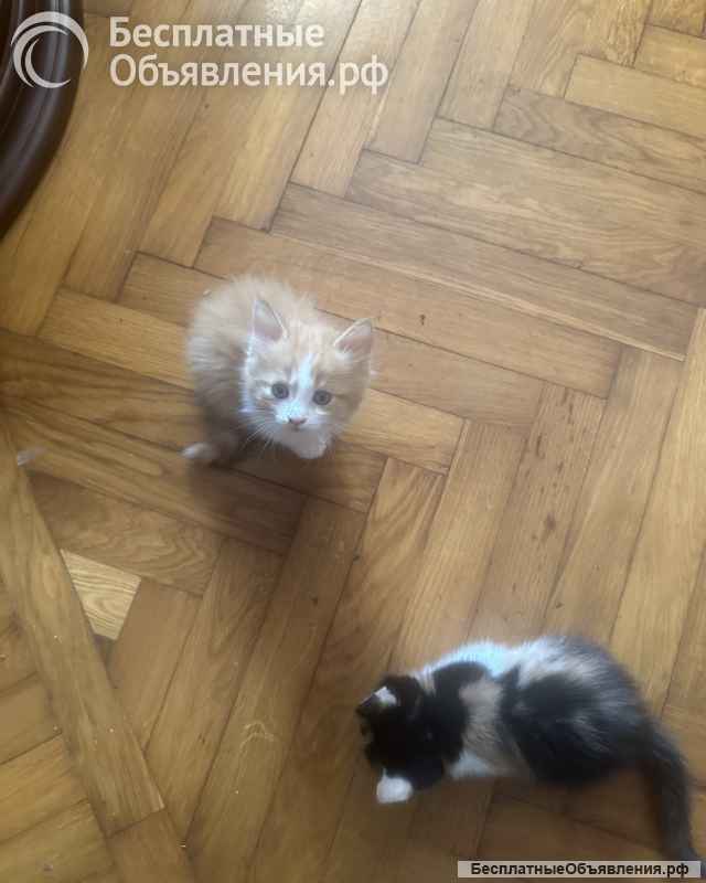 Отдаем в добрые руки котят