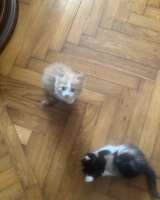 Отдаем в добрые руки котят