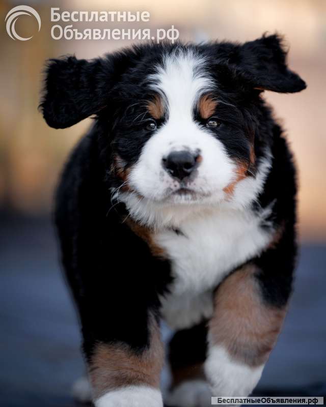 Щенков Бернского Зененхунда