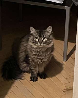 Кошка Лея ищет дом