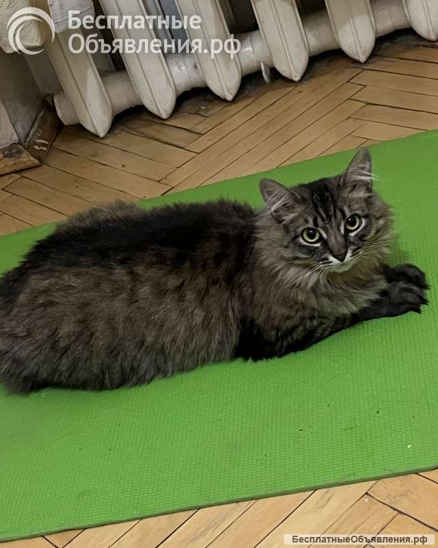 Кошка Лея ищет дом