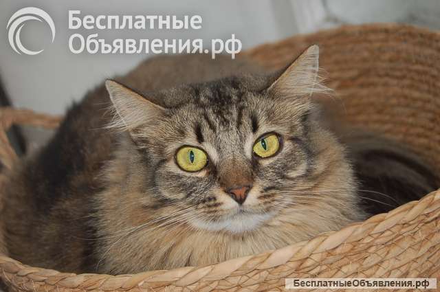 Кошка Лея ищет дом