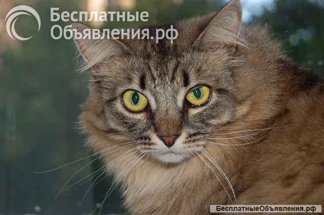 Кошка Лея ищет дом