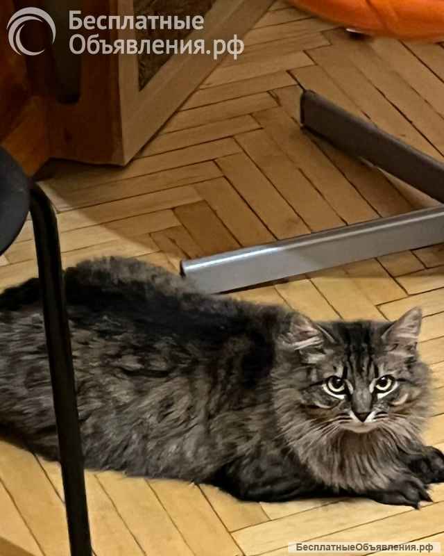 Кошка Лея ищет дом