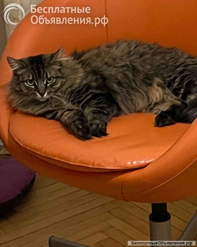 Кошка Лея ищет дом