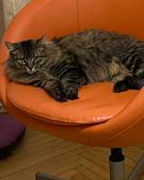 Кошка Лея ищет дом