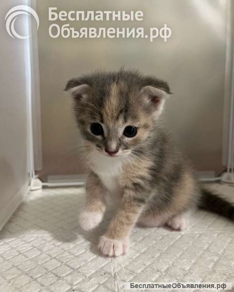 Шотландская вислоухая