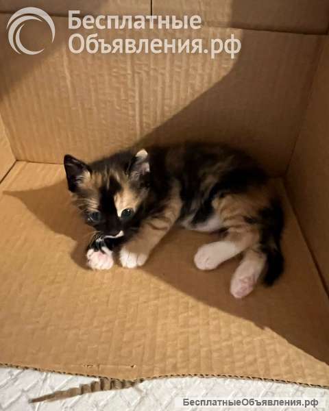 Шотландская прямоухая