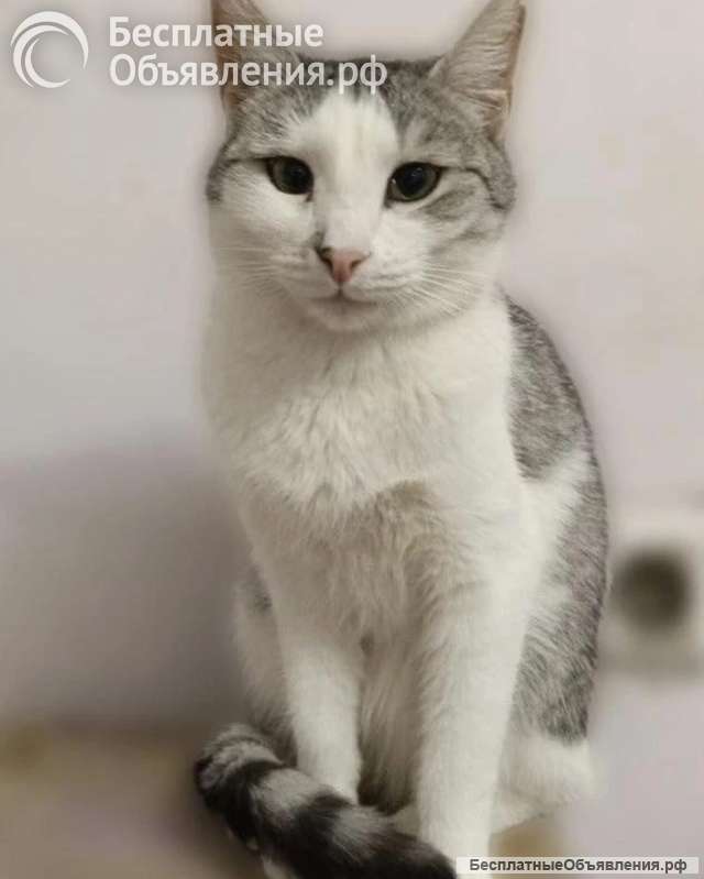 Кошка Пушинка ищет дом