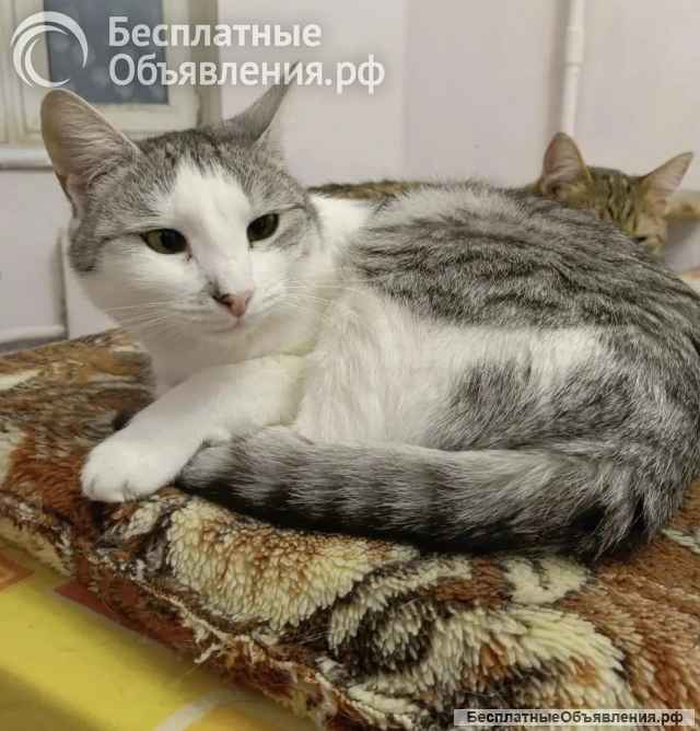 Кошка Пушинка ищет дом