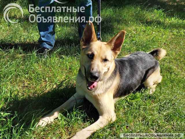 Молодой пес Левит, метис овчарки ищeт новый дом