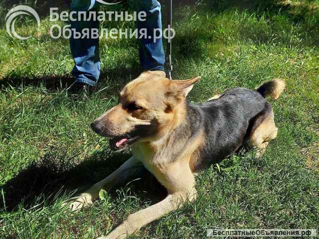 Молодой пес Левит, метис овчарки ищeт новый дом