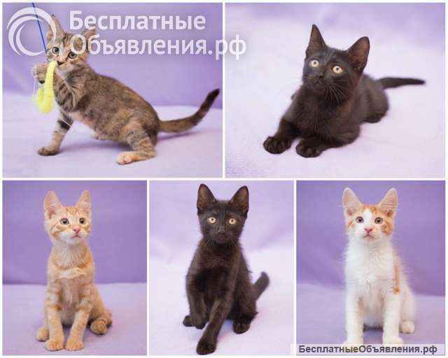 Пять маленьких сердец ищут дом