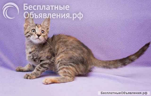 Пять маленьких сердец ищут дом